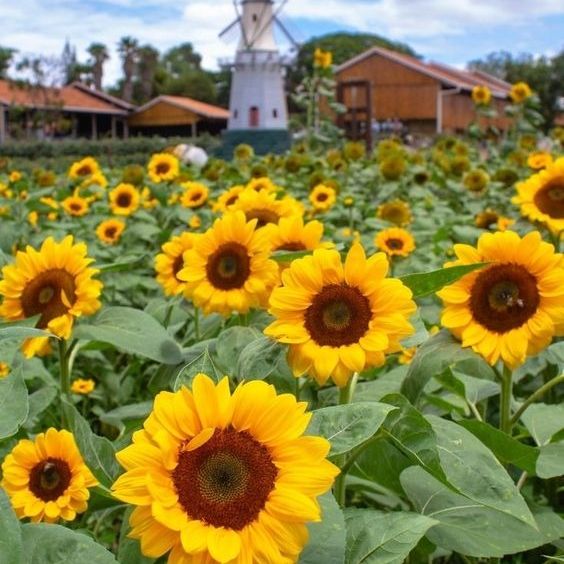 Holambra - 21 Fevereiro 2026 Bate e Volta.